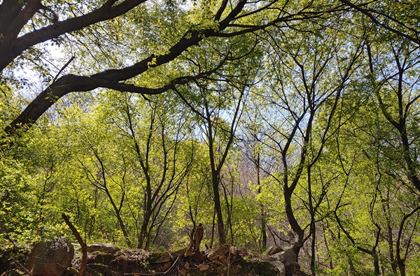 나무마다 다른 줄기와 잎을 보거나 느끼기 가장 좋은 봄 숲. 2021년 4월 9일 오전 10시 59분 무렵 북한산. 