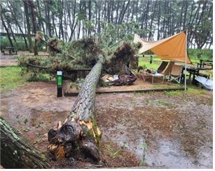 지난 21일 강풍에 소나무가 쓰러지면서 국립공원 태안사무소 몽산포 자동차 야영장의 한 야영객 텐트를 덮쳤다.
