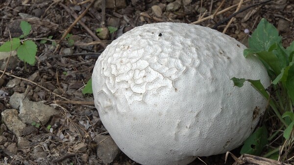 거제지역 한 유자 농가에서 발견된 댕구알 버섯