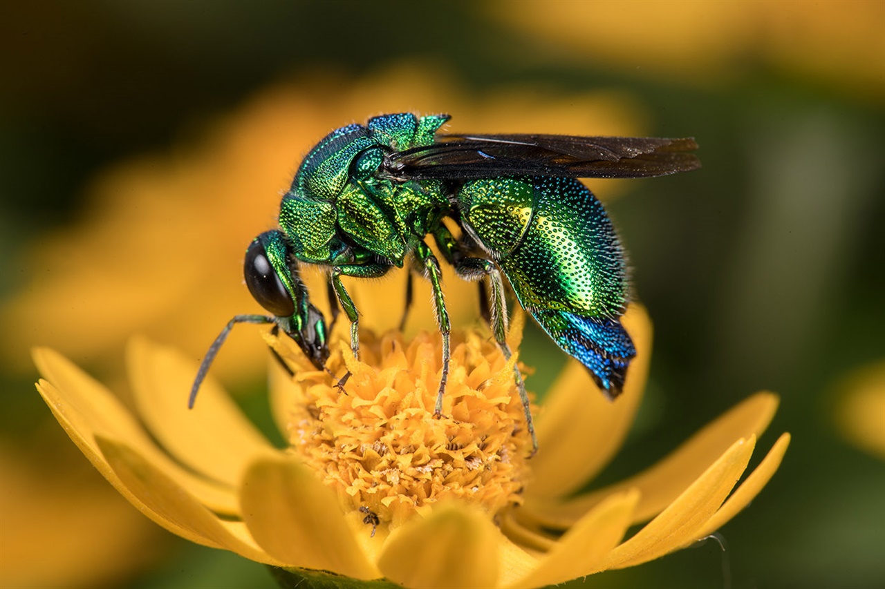 말벌과에 속한 호리병벌과 감탕벌에 기생한다.