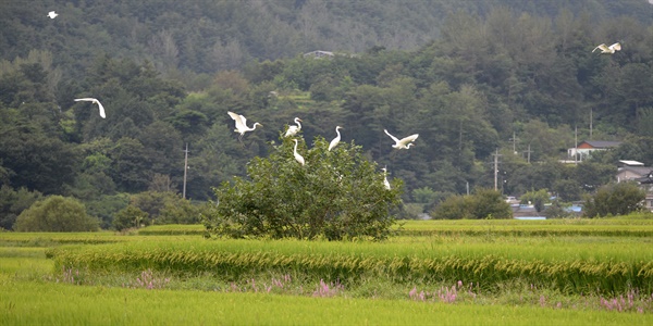  거창군 위천면 서덕들