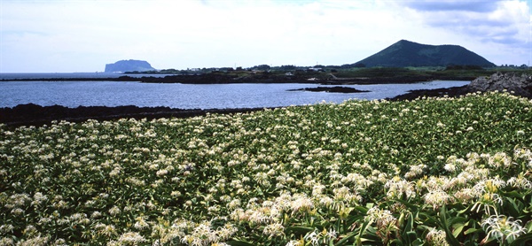 제주올레 마지막 구간인 21코스의 지미봉을 문주란 자생지인 토끼섬에서 촬영했다.
