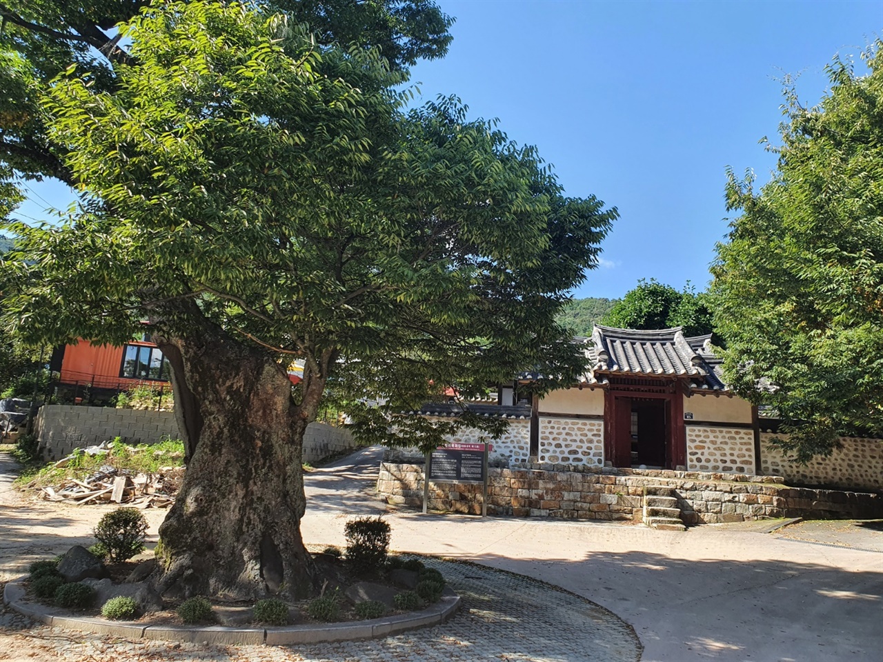 육괴정 앞의 수량이 오백년 가까이 된 느티나무의 모습 이천 산수유마을 깊숙이 자리잡은 육괴정 앞에는 수량이 거진 오백년이 넘은 우람한 형체의 느티나무를 볼 수 있다.