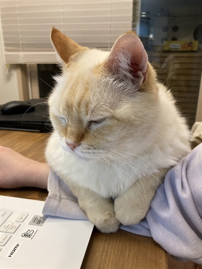 노트북을 하는 집사 팔 위에 눕고 싶어하는 고양이 달이. 유기묘 출신이다.