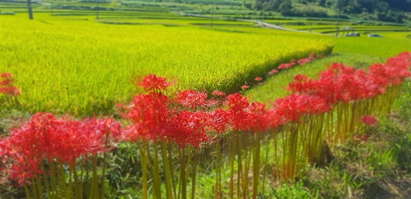충남 홍성군 홍성읍 소새울 마을에는 다랭이 논두렁에 식재한 꽃무릇이 수줍은 듯 붉은 꽃을 활짝 피워 노랗게 익어가는 들녘을 더욱더 환하게 밝혀주고 있다.