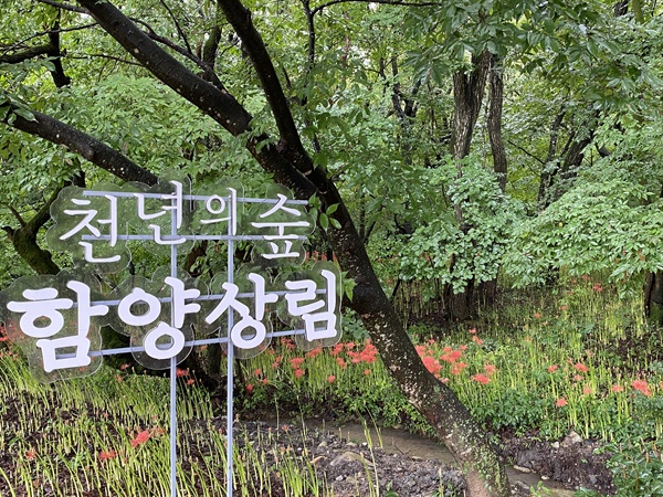함양산삼항노화엑스포 상림공원.