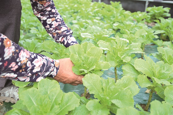 청석미드미 작목반 민경권 대표는 2004년부터 엽채류 친환경 농사를 시작했다.