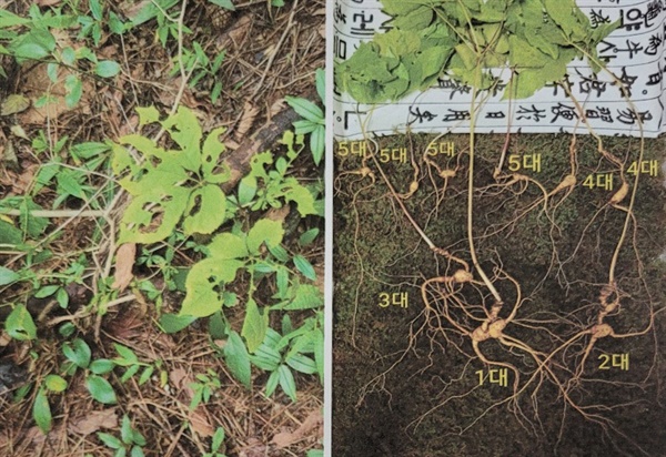 지리산 자락에서 5대를 이은 ‘천종산삼’ 9뿌리 발견.