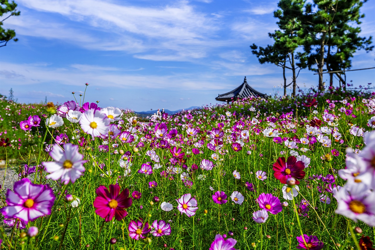 이곳 코스모스길은 서산의 한 자원봉사단체인 '들길따라 꽃길따라 봉사단'이 지난 2019년부터 천수만A지구 간척지 농로를 따라 간월도 방향으로 약 8Km 길이로 조성했다.