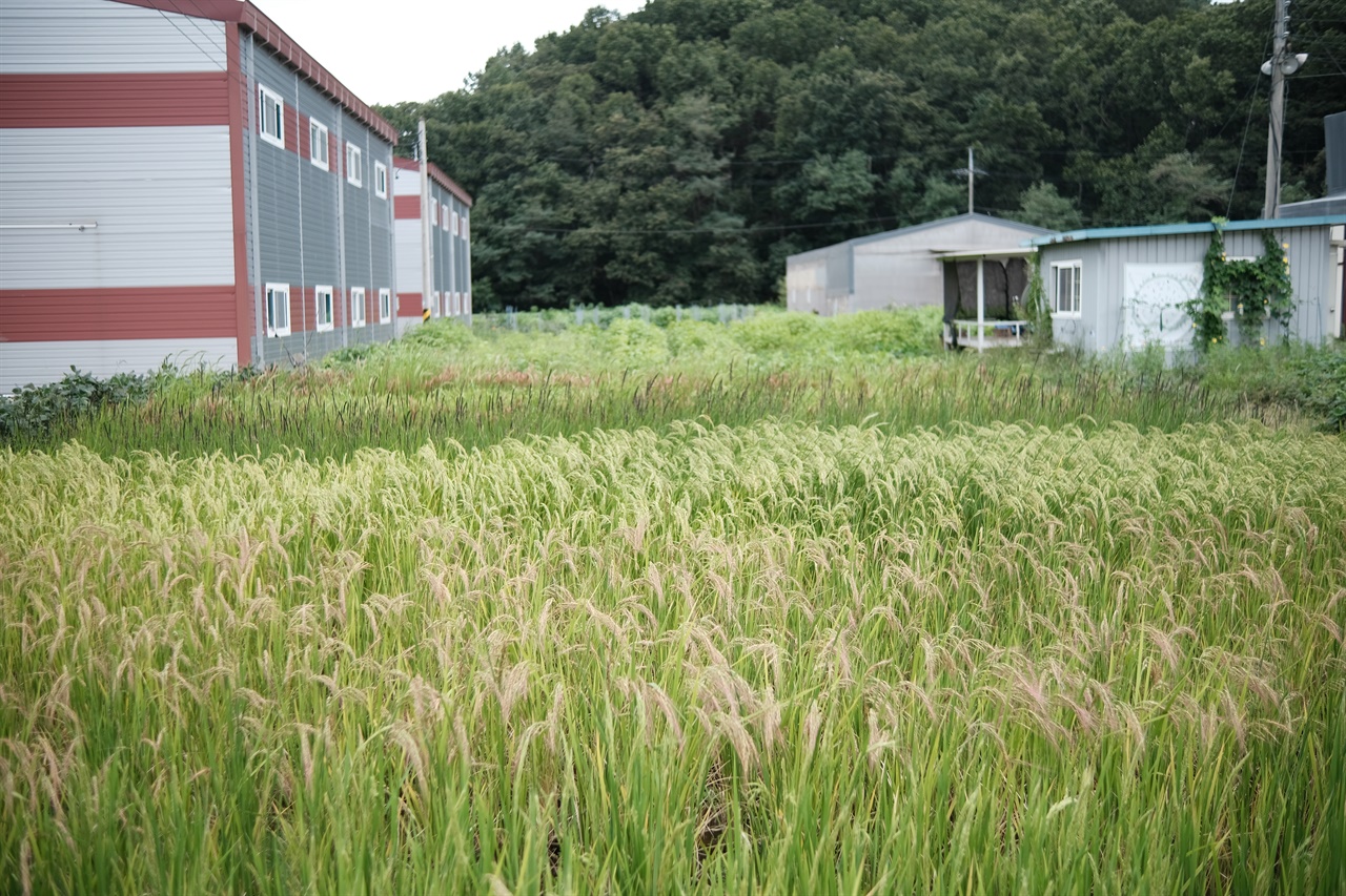  700평 남짓한 텃밭에는 6종류의 벼가 심어져 있다. 모두 토종벼다. 토종벼를 도정하고 남은 미강은 미생물을 배양하는 데 활용된다. 