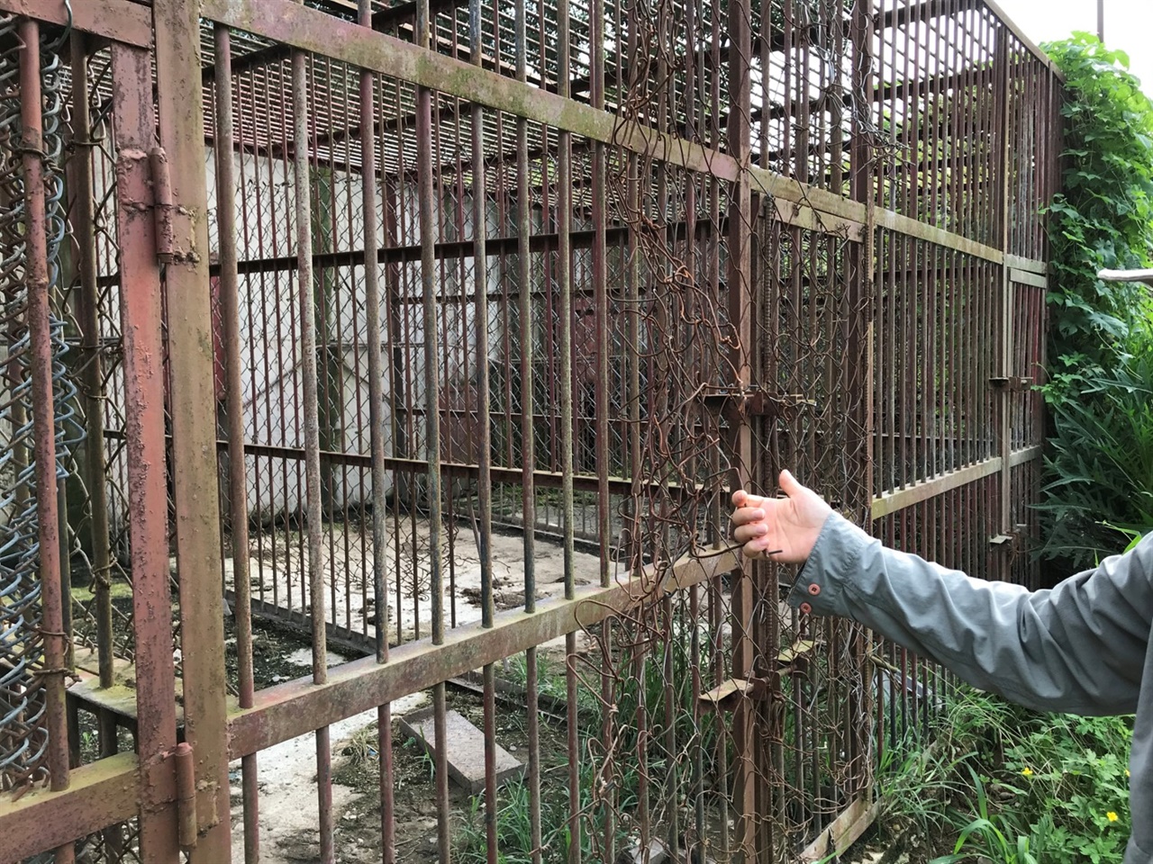낡고 녹슨 곰 사육장에서 매년 탈출 사고가 발생하고 있다.