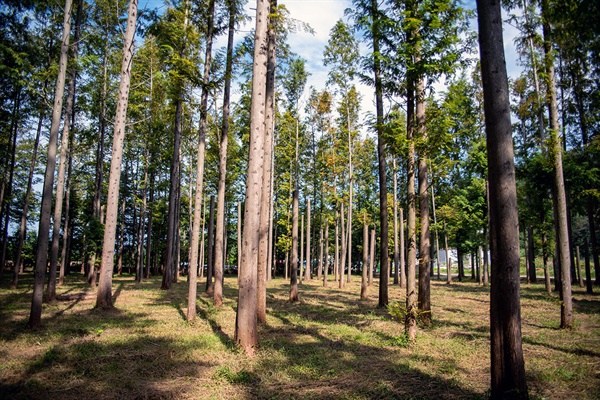 벌영리 메타세쿼이아숲에는 태풍이나 자연재해로 상한 나무도 그대로 살려두었다. 그런 자연스러움이 이 숲의 미덕이다.