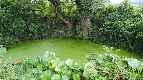 팽나무 아래, 생이(새)가 모여들어 물을 먹던 연못이다. 