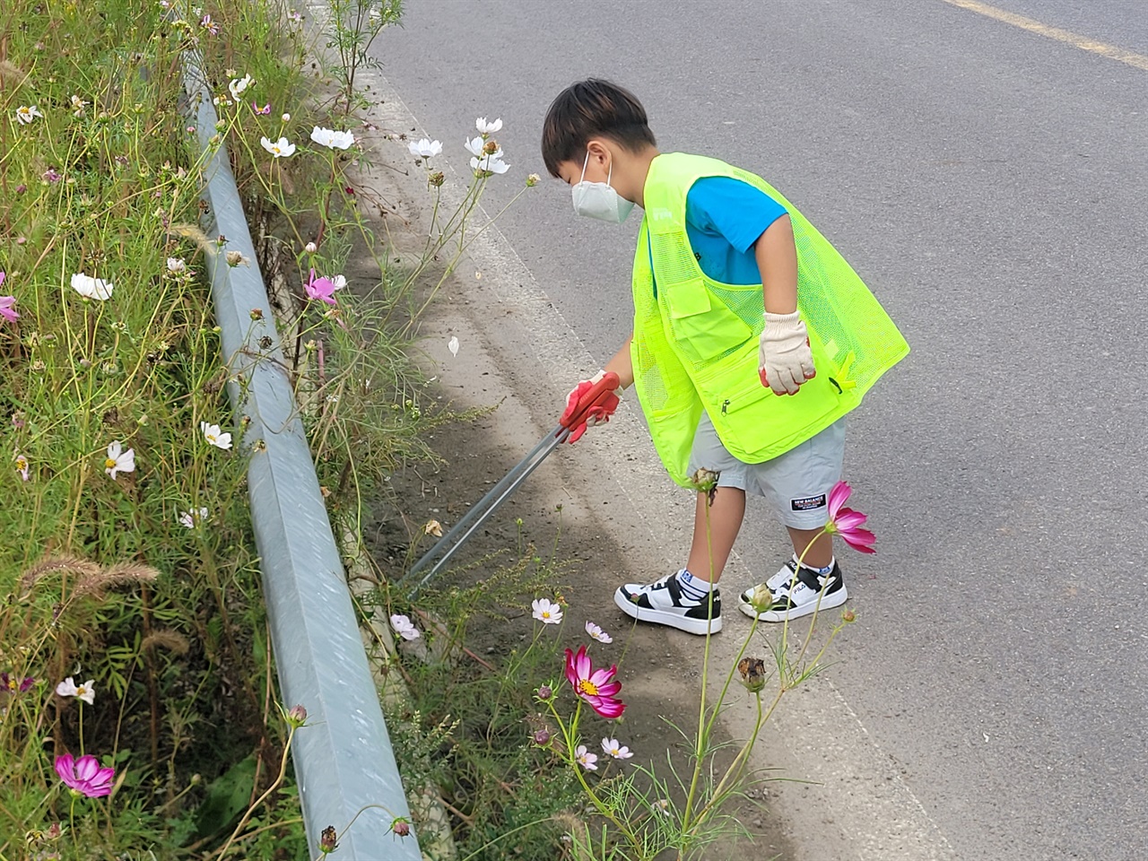 많은 시민과 관광객들이 간월호코스모스 꽃길을 찾아 가을을 만끽하고 있지만, 코스모스가 질 무렵인 10월 중순경 이곳은 쓰레기로 몸살을 앓고 있다. 한 학생이 쓰레기를 줍고 있다.