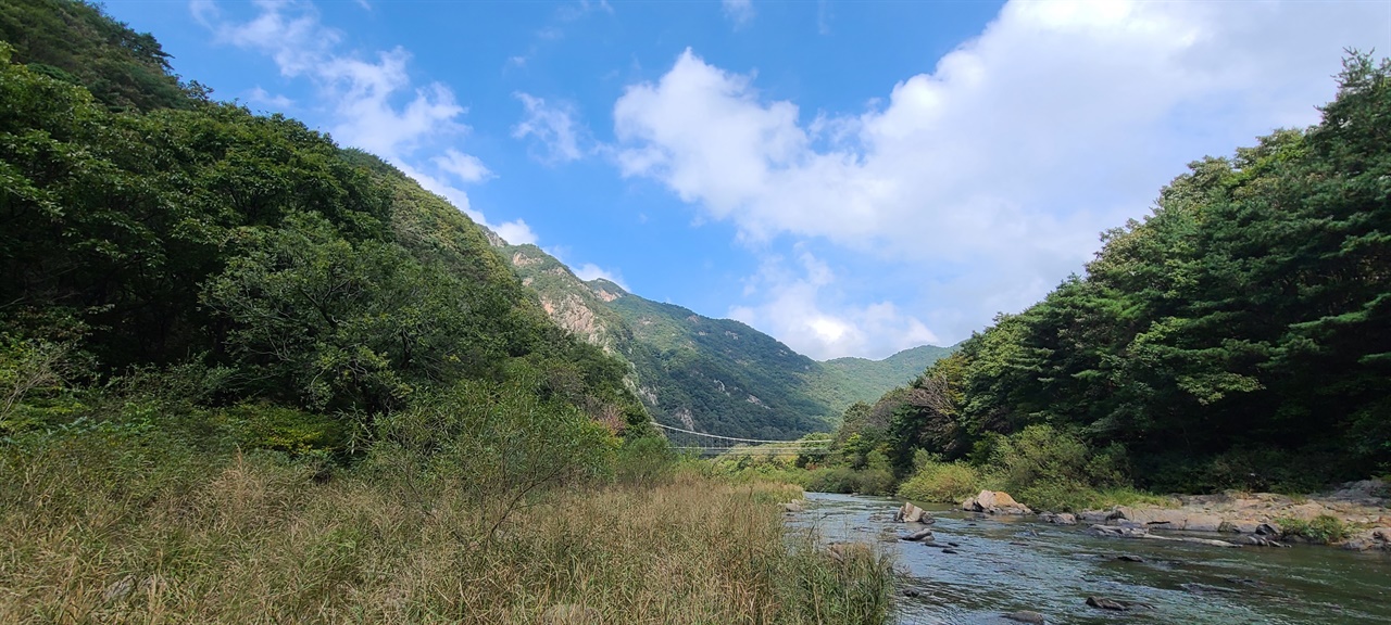 구수천 출렁다리   밤나무골이 끝나는 곳에 출렁다리가 있다. 강을 따라 갈대가 무리 지어 있다.