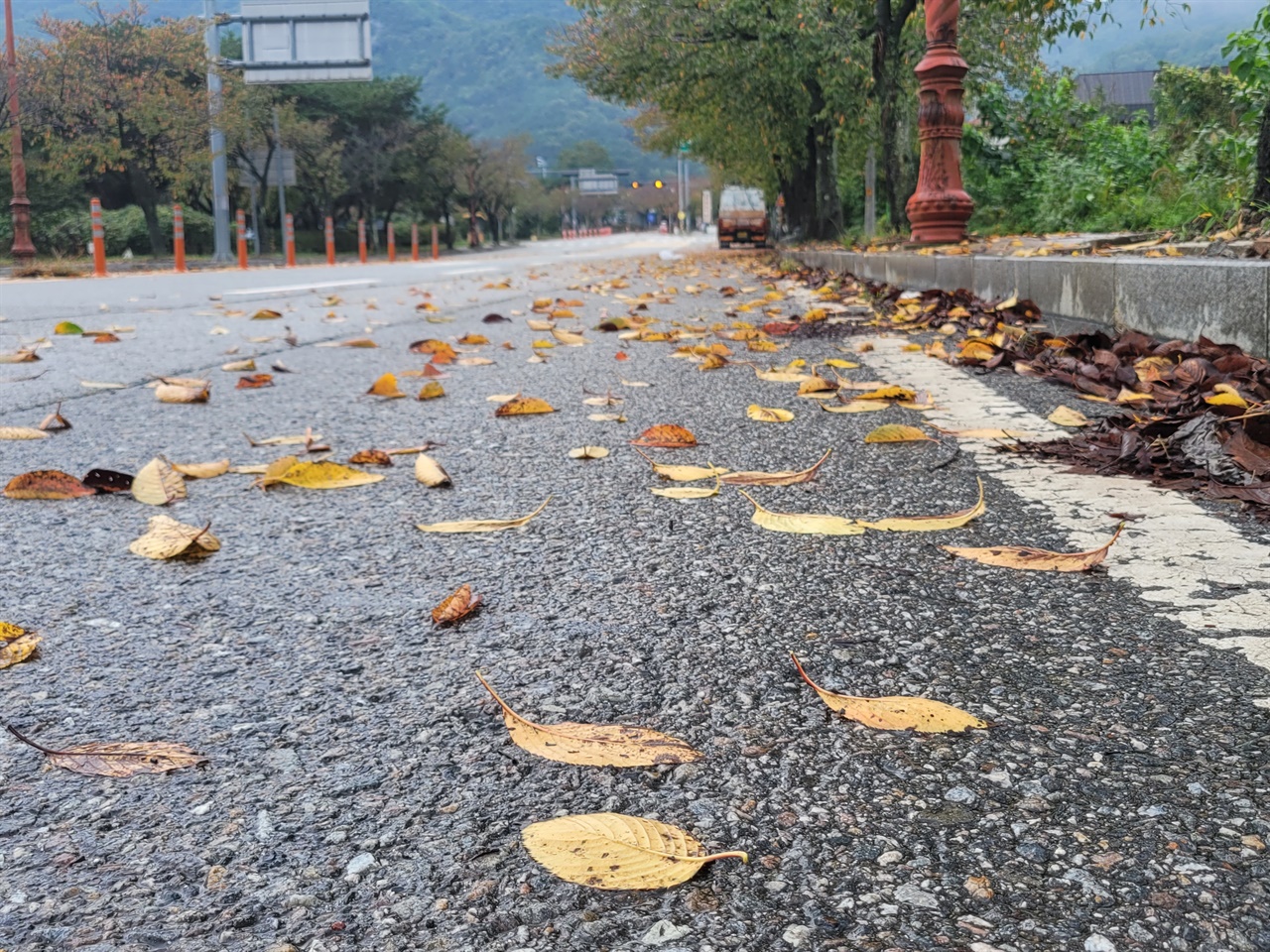  한파주의보가 발효된 가운데, 전주 모악산 입구에는 가을 낙엽이 수북하다. 