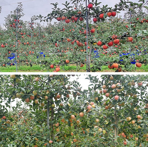 기존과 같이 방추형으로 재배한 나무는 햇볕이 적게 드는 쪽의 사과가 아직 익지 않았지만(아래), 평면형에서 자란 것은 햇볕을 고르게 받아 붉게 익었다.