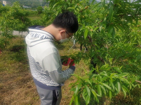  복숭아 나무 솎아내기