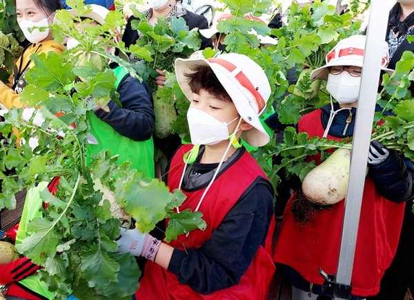 아이들이 직접 키운 무의 맛은 어떨까? 내가 키운 무를 신기한 듯 바라보는 2학년 박주혁 어린이의 모습