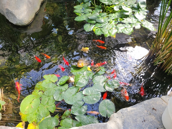 홍성군농업기술센터에는 온실도 갖추고 있어, 국화꽃 감상 후 이곳에 들러 물레방아에서 떨어지는 물소리를 들으며, 작은 연못에 있는 잉어들도 볼 수 있는 소소한 볼거리가 있다.