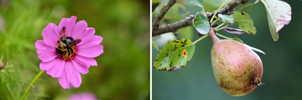 (왼쪽) 벌이 꽃의 수분을 돕고 있는 모습, (오른쪽) 딱정벌레로 인해 상처 입은 수목의 모습