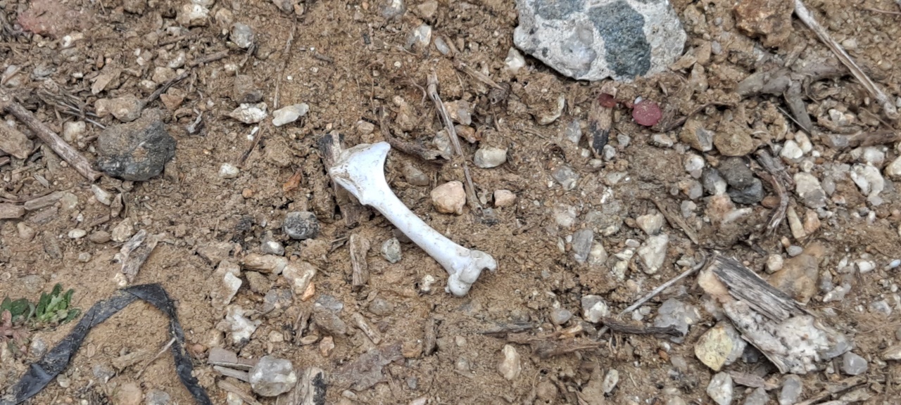 방음벽 인근에서 발견된 새의 뼈. 