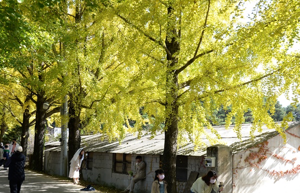 거창 의동마을 은행나무 길.