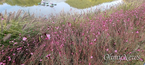 운암지 수변공원에 피어있는 가우라꽃 절경.