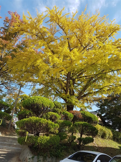수령이 몇 년인지 알 수 없는 은행나무, 노란 단풍이 들어 가을 정취를 자아낸다.
