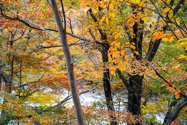 가을 산의 단풍은 모두 하나같으면서도 제각각 천과 만의 얼굴을 보여준다. 그리고 그 풍경은 스스로 독립적이다.