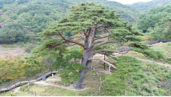  지리산 천년송(할머니 나무)