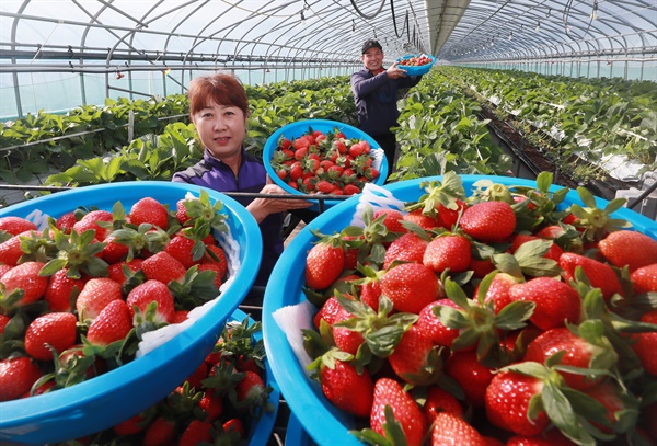 ‘설향’ 딸기 첫 수확
