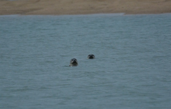 서산태안환경운동연합에 따르면 그동안 가로림만을 모니터링해오던 점박이물범 시민모니터링단은 멸종위기종이자 해양보호생물인 점박이물범이 지난 22일, 26일 연이어 포착했다.