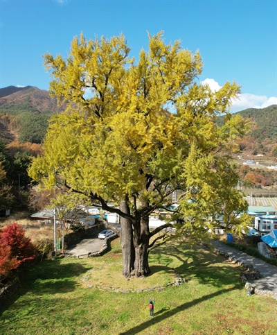 함양 운곡리 은행나무(천연기념물 제406호)