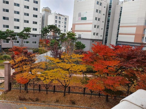 전날 비가 내려서인지 단풍 색깔은 더욱 짙어 보였으며, 바닥에 떨어진 낙엽도 가을이 얼마 남지 않았음을 보여주고 있다.