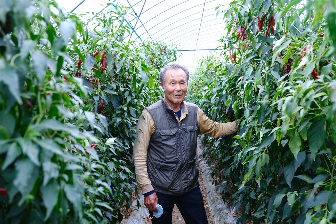 괴산군 장연면에서 토종고추를 생산하는 안광진씨의 모습