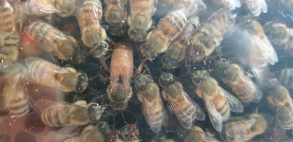 여왕벌과 시녀벌들. 가운데 있는 벌이 여왕벌이다. 