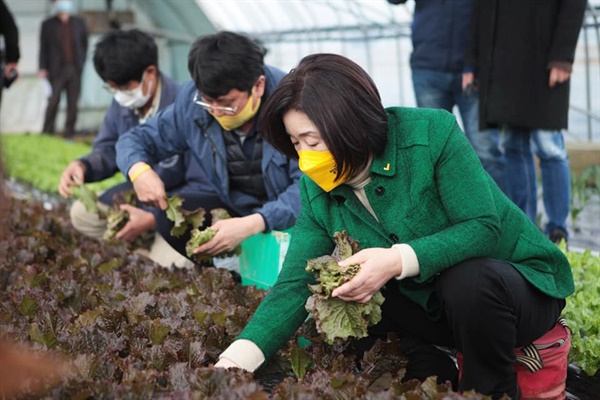 정의당 심상정 대선 후보는 11일 오후 친환경 농업으로 유명한 홍성 홍동을 찾아 친환경 농민단체들과 간담회를 가졌다. 이날 심 후보는 쌈 채소 비닐하우스에서 농민들과 수확작업을 함께 하며 의견을 청취했다.