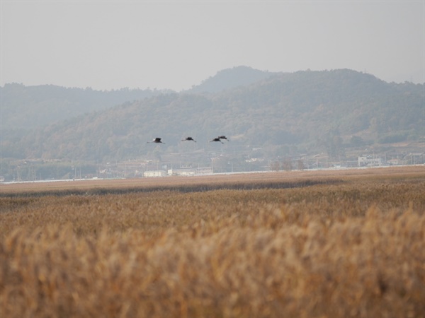 갈대밭 위를 나는 흑두루미