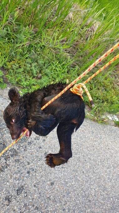 여주 곰 농장에서 탈출한 새끼곰은 다시 농장으로 돌아가 결국 폐사했다