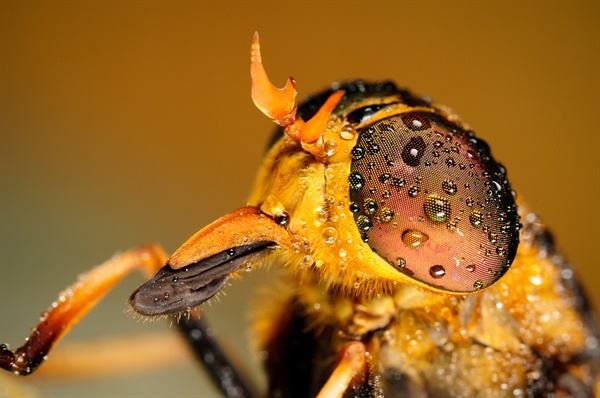 쇠파리라고도 불리우며 영어권에서는 말파리(horsefly)라고 한다.