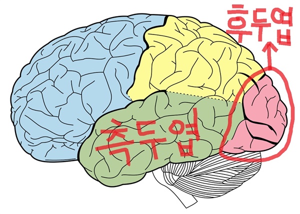 색청 증상을 지닌 공감각자는 측두엽과 후두엽 뇌세포 사이의 연결이 강해 측두엽으로 흘러온 전기신호가 후두엽까지 전해진다.