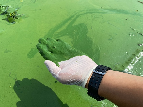 지난 8월 낙동강의 모습이다. 대구 매곡취수장이 있는 강정고령보 상류에 심각한 녹조가 발생했다. 