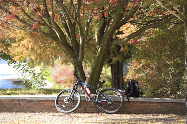 장딴지 힘만으로 동력을 만들어 나무에게 데려다 주는 자전거가 고맙고 미덥다. 