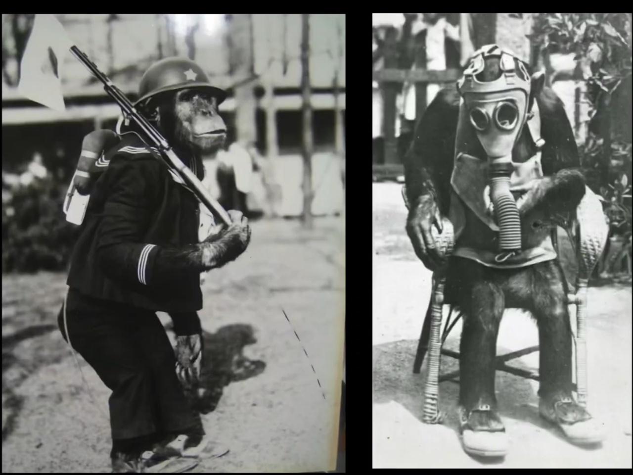 오사카 덴노지동물원의 침팬지 '로이드'와 '리타'는 시민들에게 인기가 많았다. 선전당국은 이들을 국민전의 고양의 도구로 이용하고자 했다.