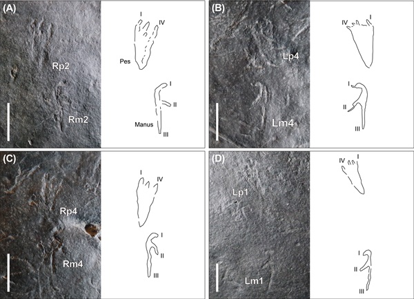  진주 충무공동 소형 익룡 발자국 화석테라이크누스 그라실리스(Pteraichnus gracilis ichnosp nov.)의 앞-뒷발자국 세트