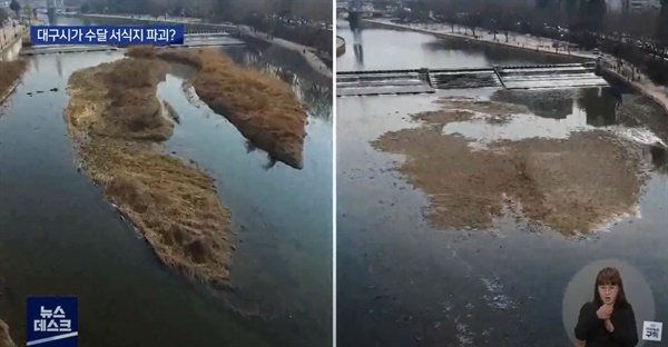  지난 3월 수달서식처인 하중도를 대구시가 하천정비를 하면서 완전히 밀어버렸다. 