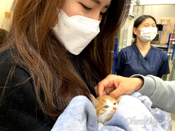 창원시 성산구 상남동 한 아파트에서 구조되었던 아기 고양이.