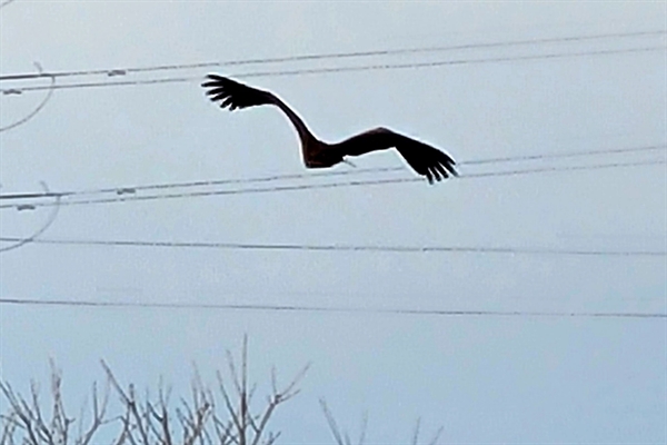 26일 충남 태안군 태안읍 반곡리 태안농업기술센터 입구 논 주변에 독수리 떼가 날고 있다.