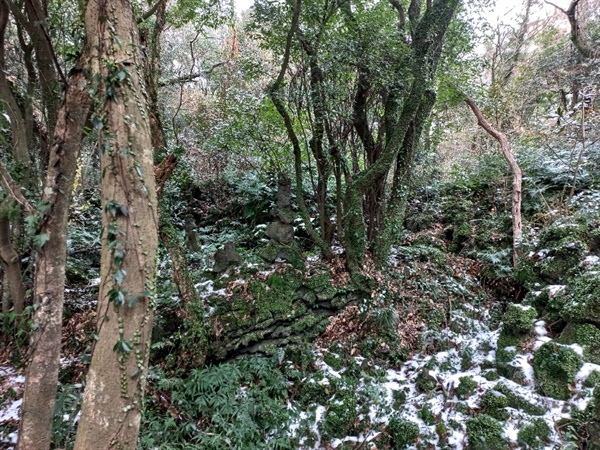 눈 내린 곶자왈에 다양한 수종의 나무들이 어울려 겨울을 살아가고 있다.